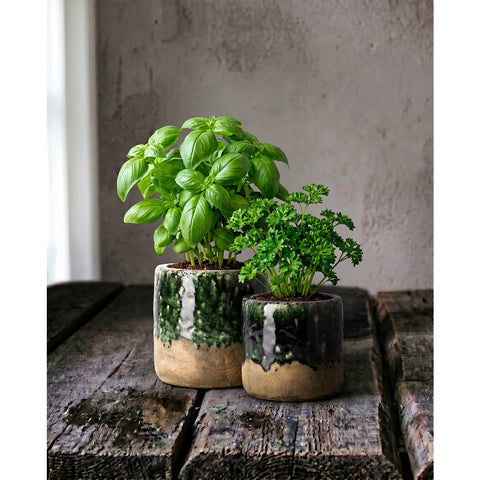 Piccola fioriera in gres verde cemento e bianco fatto a mano Muschio 12,5x12,5 cm con una pianta di basilico