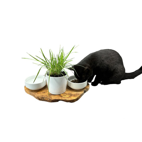 stazione alimentazione gatto rusty legno ulivo